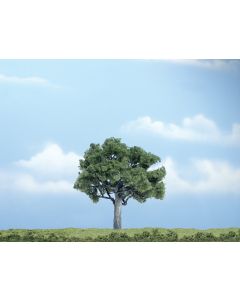 1 Walnussbaum 10 cm