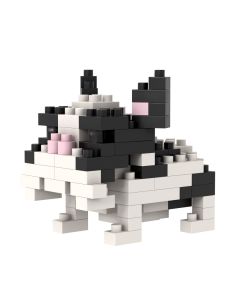 Französische Bulldogge