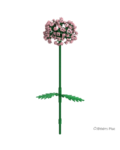 BRIXIES Plus Allium rosa