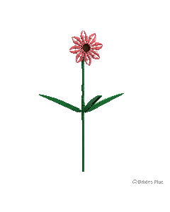 BRIXIES Plus Gerbera Lachs